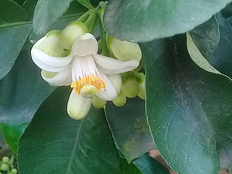 Hầu hết hoa được lấy từ cây bưởi tơ, hay bưởi lứa đầu sắp ra quả.