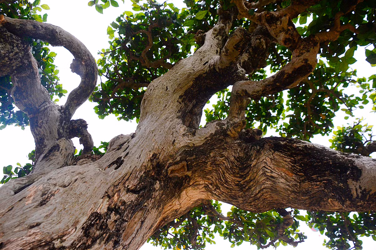 Thân u bướu nu cục cho thấy sự phong sương của năm tháng.