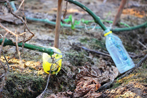 Theo người dân, ngoài thu hoạch quả, nước từ thân bí dùng để thanh nhiệt, mát gan trị các loại bệnh thông thường như lang ben, hắc lào...