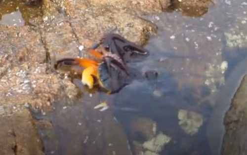 Bạch tuộc lôi con mồi xuống nước.