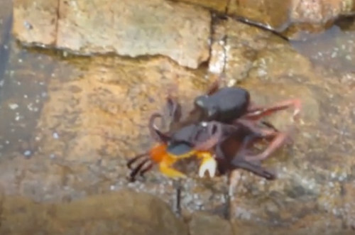 Bạch tuộc tóm chặt lấy con cua dạo bước trên hồ đá.