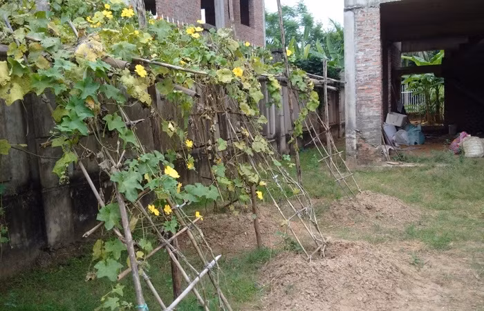 Phần đất xung quanh một số biệt thự từng được dùng để trồng rau. Ảnh: Đất Việt.