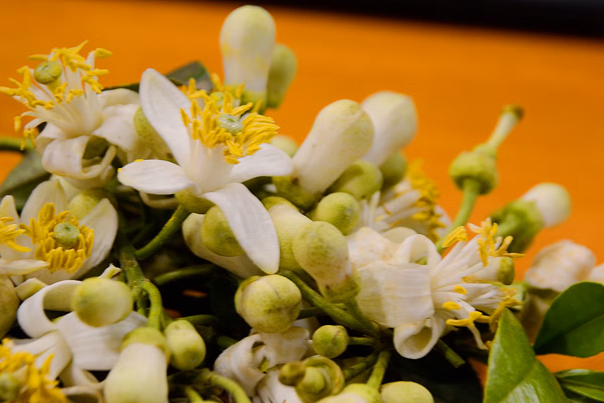 ...nhiều người còn mua về để trong nhà cho thơm hay khách nước ngoài mua vài chùm để chơi vì thấy lạ.