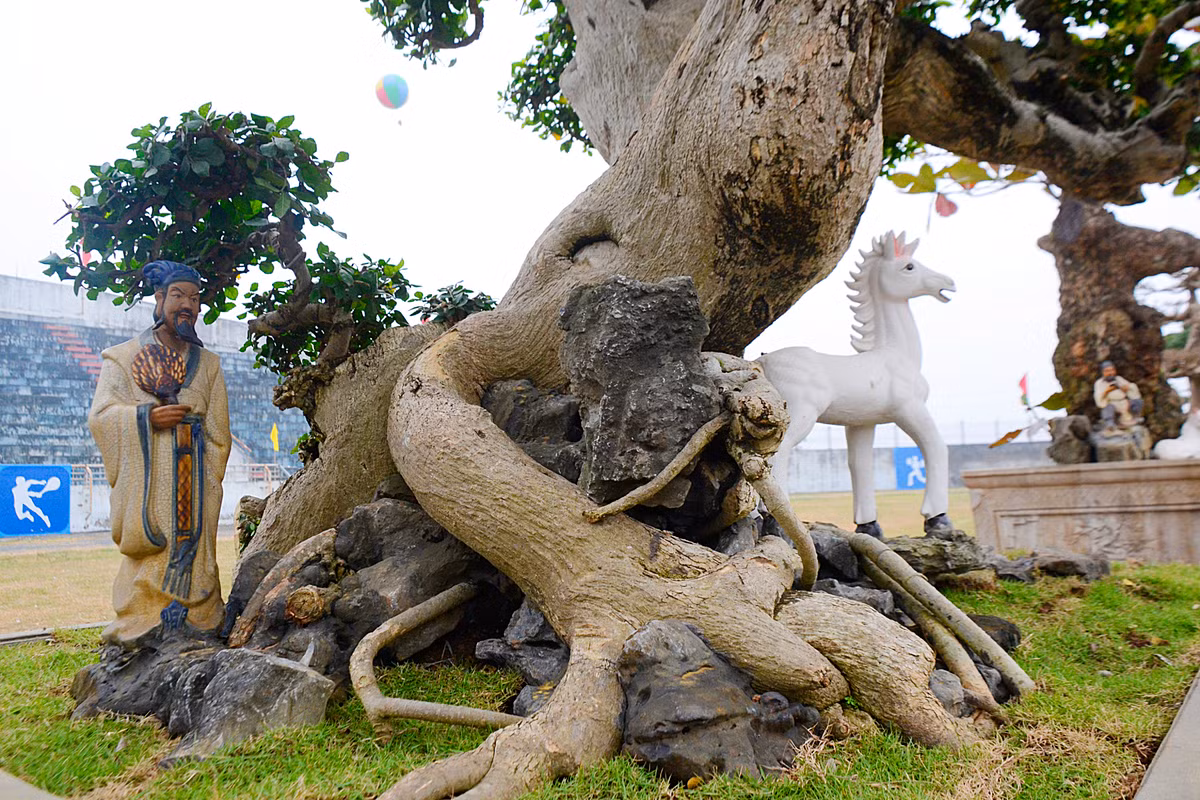 Tán cây duối cảnh này rộng khoảng hơn 1m.