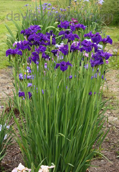 Nhiều chị em công sở đang "phát sốt" lùng mua hoa lay ơn tím . Ảnh: davesgarden.com.