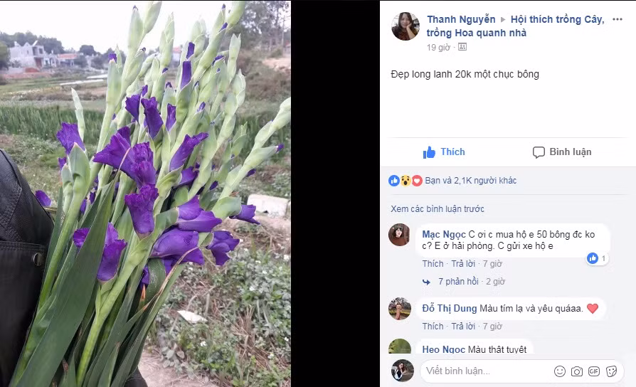 Mới đây, FB Thanh Nguyễn đã đăng tải hình ảnh hoa lay ơn tím độc lạ đã gây sốt cộng động mạng. Ảnh chụp màn hình: FB Thanh Nguyễn.