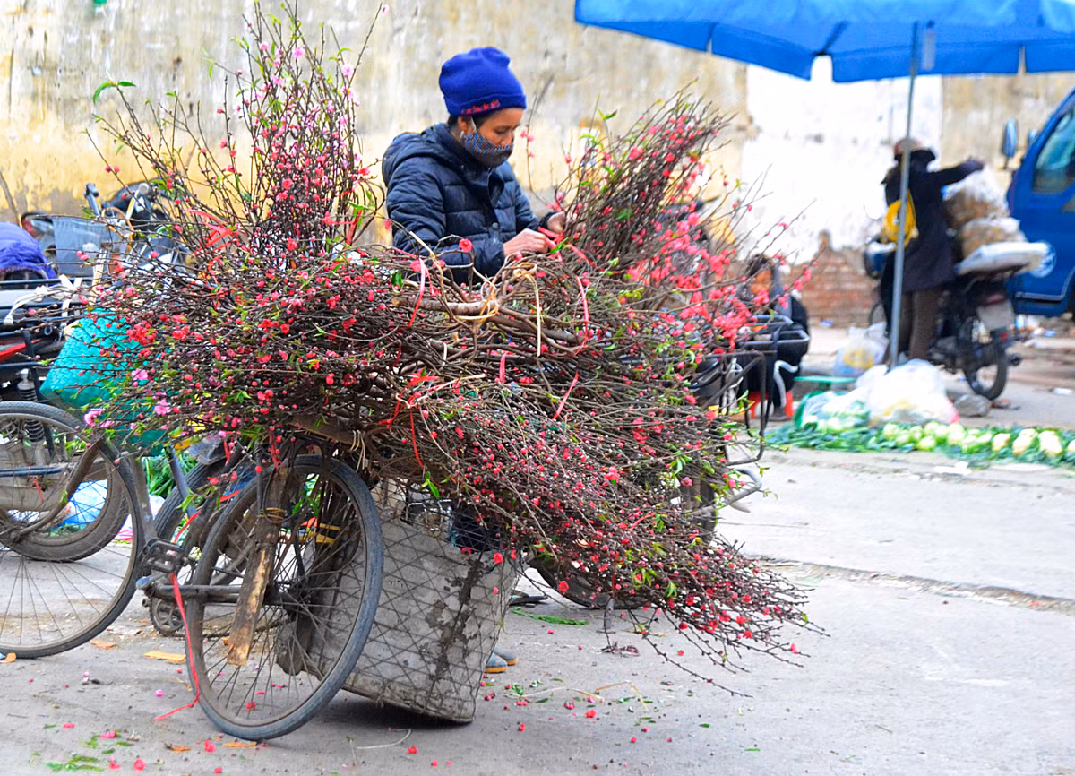 Nhiêu người bán hoa đào vẫn cố gắng vớt vát những cành hoa đã nở để bán dịp khai xuân đầu năm hoặc chuẩn bị cho rằm tháng giêng. Nhưng không vì thế mà giá bị "đội" lên.