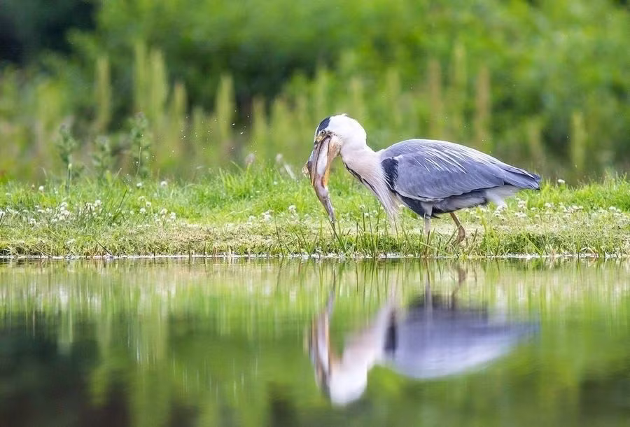 Con diệc trắng cần mẫn kiếm ăn ở bờ hồ thuộc Scotland và được đền đáp khi bắt được một con cá chày tươi ngon. Nhưng nó không ngờ bầy quạ đã "gọi hội" đánh hội đồng, cướp không con mồi của mình.