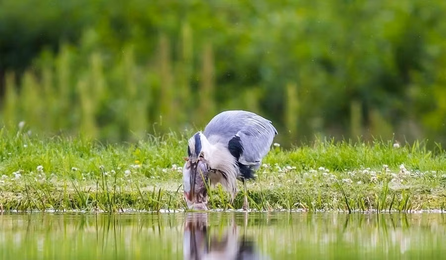 Con diệc trắng đành bùi ngùi nhìn con mồi bị cướp trắng trợn giữa ban ngày trong khi bụng đói.