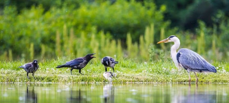 Miếng ăn đến miệng còn để bị cướp, đương nhiên con diệc trắng không đời nào nhìn bữa ăn của mình rơi vào tay kẻ khác dễ dàng như vậy.