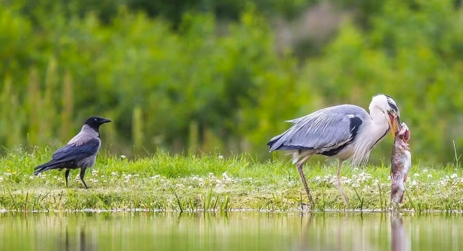 Thật không may cho con chim diệc trắng khi bữa ăn tươi của nó đã bị một con quạ rình rập.