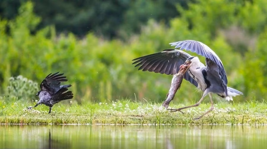 Tuy nhiên thật không may, với lợi thế đông đúc, bầy quạ một lần nữa thành công cướp lại con cá.