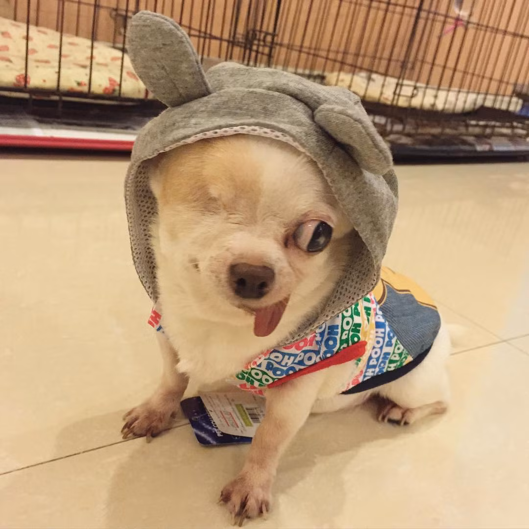 Yogurt nghĩa là Sữa chua, là tên một cô chó giống chihuahua 8 tuổi. Cô chó chihuahua chột một mắt đáng yêu này hiện đang sống ở Thái Lan và cực kỳ nổi tiếng.