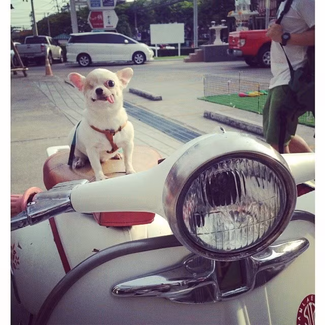 Yogurt còn thường xuyên nhận được quà của các fan hâm mộ mình trên toàn thế giới.