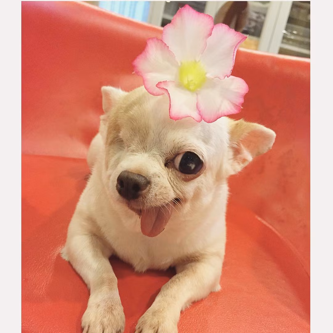 Không chỉ có thế, ngay từ khi sinh ra, Yogurt bị thêm một khiếm khuyết nữa đó là lưỡi của cô nàng không thể rút vào khoang miệng được.