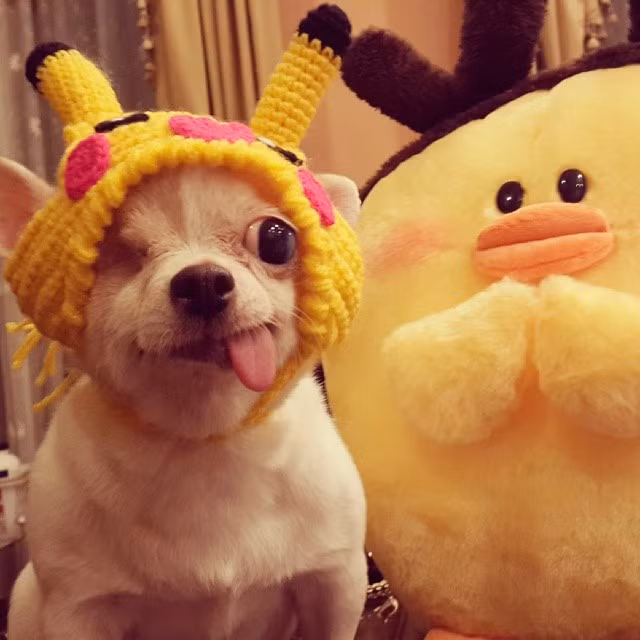 Xem thêm một số hình ảnh khác về con chó một mắt cực đáng yêu này.