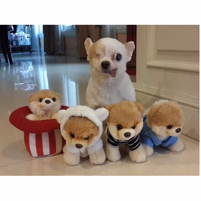 Cô chó này còn cực kỳ nổi tiếng, là một trong những ngôi sao động vật nổi tiếng nhất thế giới trên trang mạng xã hội Instagram với 117.000 người hâm mộ.