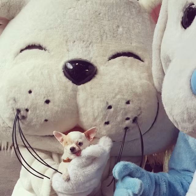 Nhờ vẻ ngoài đáng yêu và nghị lực vươn lên trong cuộc sống, luôn cố gắng lạc quan, vui vẻ, Yogurt đã thành công trong việc truyền cảm hứng đến mọi người, đặc biệt là những người không may có khiếm khuyết cơ thể bẩm sinh.