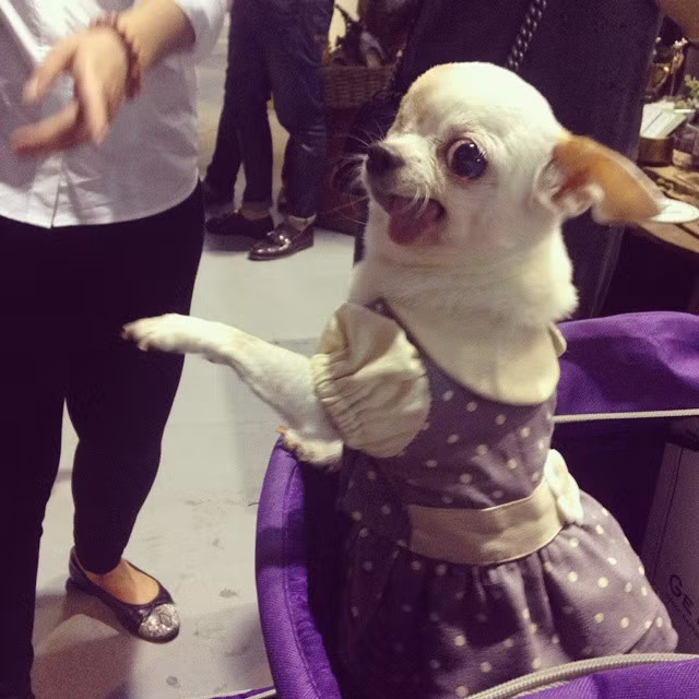 Chó Yogurt lớn lên với những khuyết tật cơ thể nhưng không hề đau khổ và sầu não.