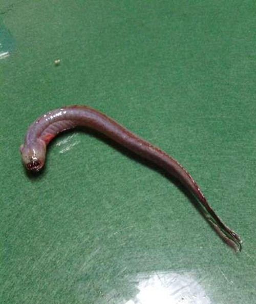 Khi nhận được báo cáo của người dân, các chuyên gia đã có câu trả lời. Loài cá lạ này là cá nhàm đỏ, tên khoa học là Odontamblyopus rubicundus, là một loài thuộc phân họ Cá bống rễ cau.