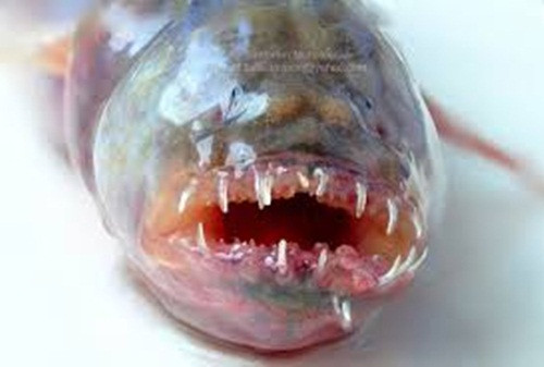 Đặc điểm nổi bật của chúng là vây đuôi rất dài, tuy vẻ ngoài ghê rợn, hung dữ nhưng lại không có độc.