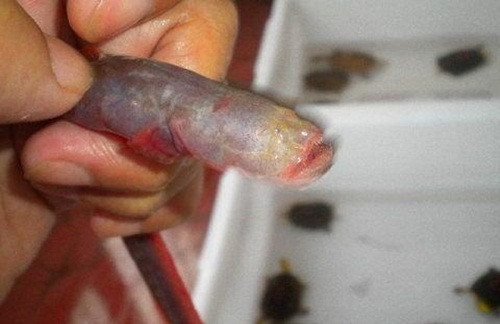 Ngư dân địa phương cho biết họ không hiểu cũng như không biết loài cá lạ răng nhọn hoắt này đến từ đâu. Kể từ khi xuất hiện, chúng ăn tất cả các loài cá và tôm trong ao, hồ, điều này dẫn đến sự mất cân bằng sinh thái nghiêm trọng.