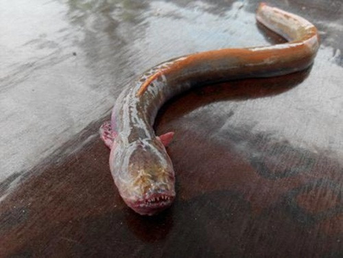 Thiệt hại sinh thái từ cá nhàm đỏ vẫn đang được đánh giá bởi các cơ quan chức năng địa phương.