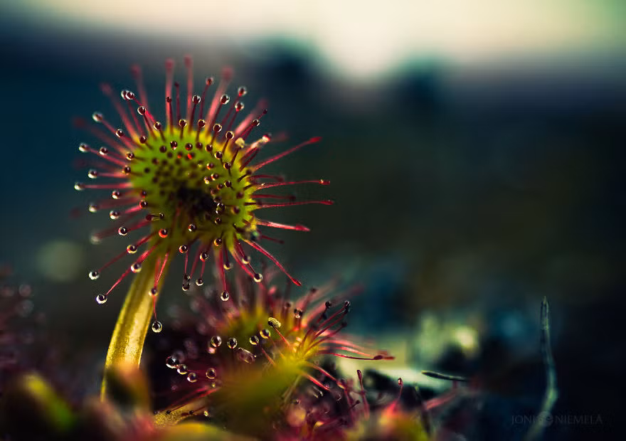 Thức ăn chủ yếu của cây gọng vó Drosera là các loại côn trùng khác nhau như ruồi, muỗi, bọ cánh cứng, sâu bướm, bướm...