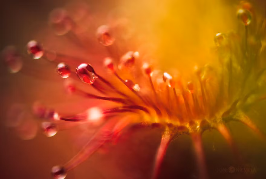 Xem ảnh của Joni Niemelä, người xem như lạc vào một thế giới mơ màng, kỳ quái, hoàn toàn xa lạ của loài cây nguy hiểm này.