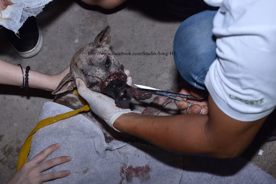 Cố hết sức kìm nén cảm xúc, bác sĩ Hoàng Nhơn cùng với các bạn cứu hộ cuối cùng cũng gỡ được miếng băng keo quái ác khỏi mõm chú chó. Ngay sau khi được tháo băng keo, toàn bộ lớp da và thịt chỗ băng dính đã biến mất, chỉ có trơ khúc xương trắng.