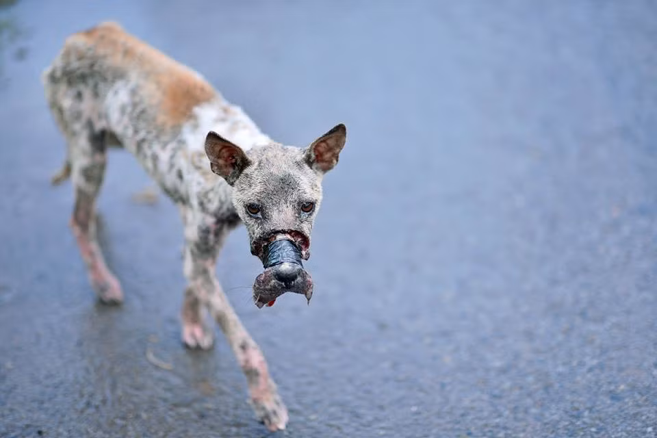 Câu chuyện về chú chó bị dán mõm đến hoại tử được nhiếp ảnh gia Điền Nguyễn phát hiện khi anh đang làm việc ngoài trời tại khu đô thị Việt Sinh (Ba Tri, Bến Tre) gây xôn xao cộng đồng mạng những ngày gần đây. Theo chia sẻ, nhiếp ảnh gia rất muốn cứu chú chó nhưng do không có chuyên môn thú y nên đành ngậm ngùi chụp lại ảnh của chú chó đáng thương và chia sẻ ảnh lên trang cá nhân tìm kiếm sự giúp đỡ.