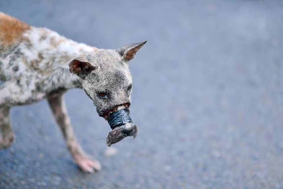 Theo nhiếp ảnh gia Điền Nguyễn, lúc phát hiện ra chú chó, phần da ở mõm của nó đã hoàn toàn hoại tử, bóc băng keo ra có thể làm tổn thương nặng hơn và nhiễm trùng. Hơn nữa chú chó rất nhát người, cứ đến gần lại chạy mất.