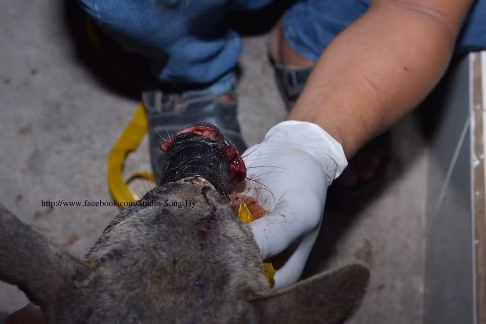 Chú chó đáng thương thậm chí còn không thể mở miệng nổi mặc dù đã được giải phóng khỏi miếng băng keo.