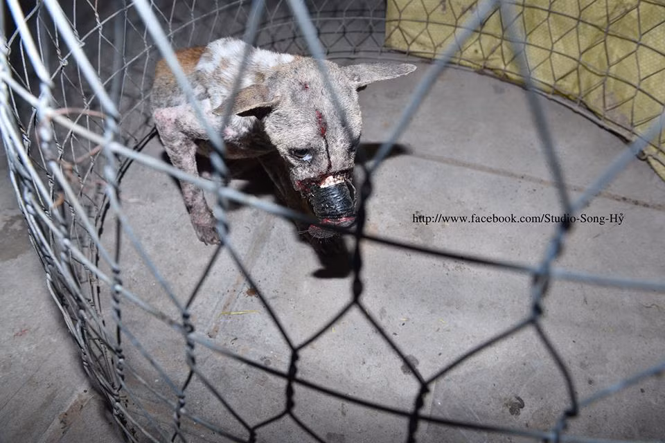 Ngay lập tức, nhóm cứu hộ cùng nhiếp ảnh gia Điền Nguyễn và một bác sĩ thú y đã tức tốc tới nơi để sơ cứu cho chú chó. Tuy được bác sĩ thú y thăm khám và thông báo tình trạng của chú chó chưa đến mức nguy kịch nhưng để tháo được miếng băng keo an toàn, cần một bác sĩ thú y có chuyên môn cao hơn.