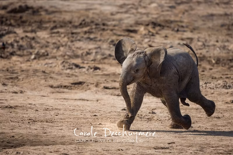 Voi con no sữa vui vẻ chạy nhảy.