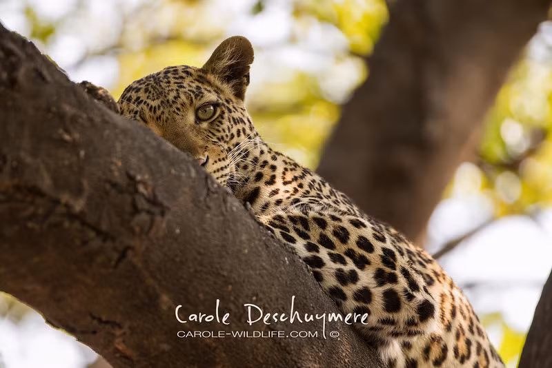 Tôi chỉ muốn ngủ.