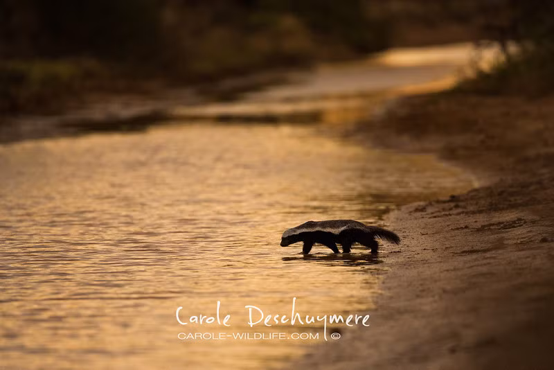 Dáng vẻ lầm lũi cô độc của một con chồn hôi trong buổi chiều tà.