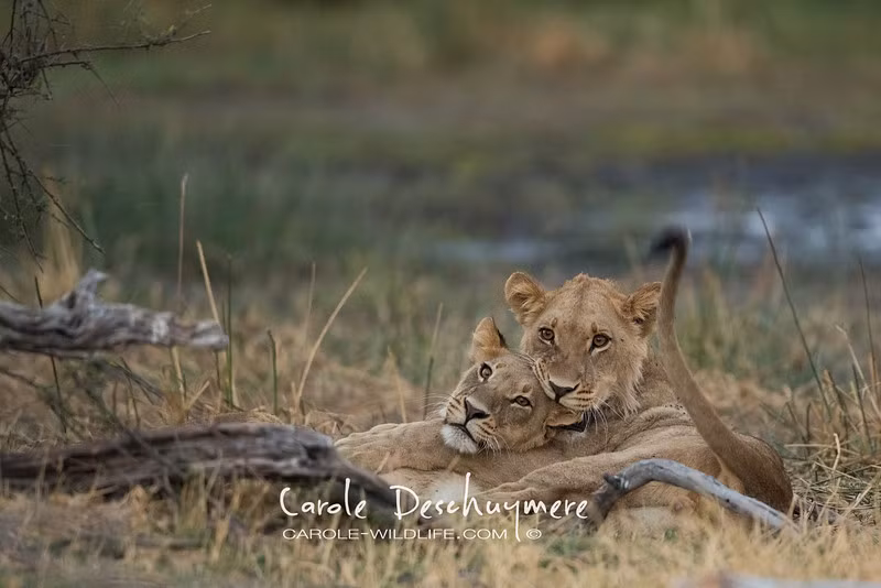 Chị kể em nghe câu chuyện về thảo nguyên rộng lớn nhé.