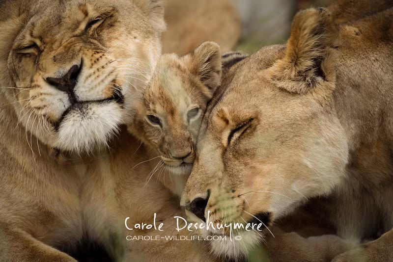 Nữ nhiếp ảnh cũng là một người rất dũng cảm khi tiếp cận những động vật hoang dã để có thể chụp được những hình ảnh cận cảnh chân thực như thế này.