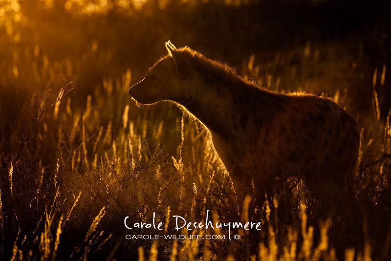 Linh cẩu ngẩn ngơ trước vẻ đẹp của ánh tà dương nhuộm vàng đồng cỏ.