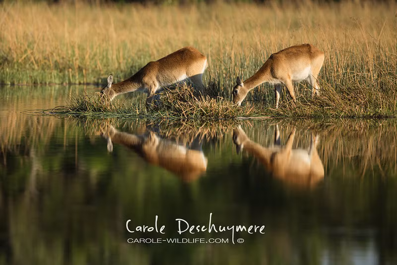 Phút thảnh thơi ăn cỏ uống nước của một cặp nai.