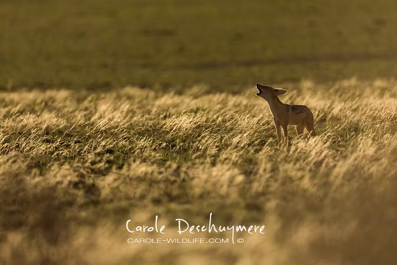 Tiếng hú dài của một con vật cô đơn.