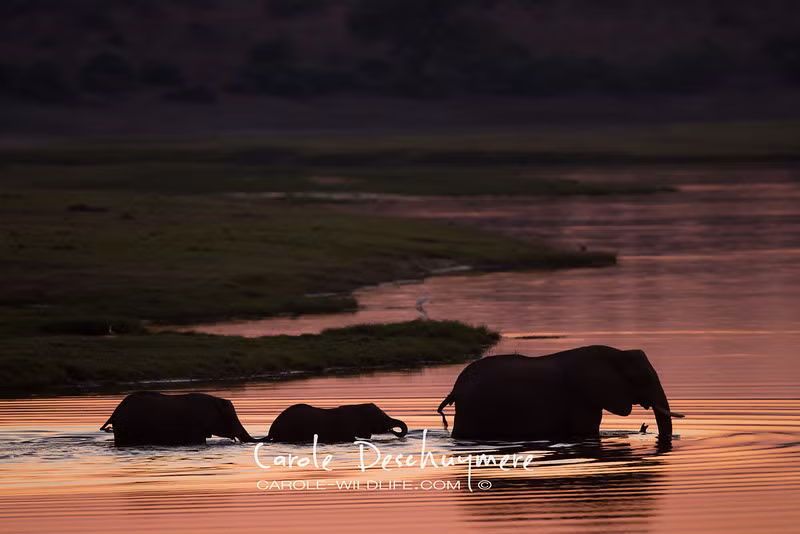 Con voi mẹ đi trước, voi con lúc lắc theo sau.