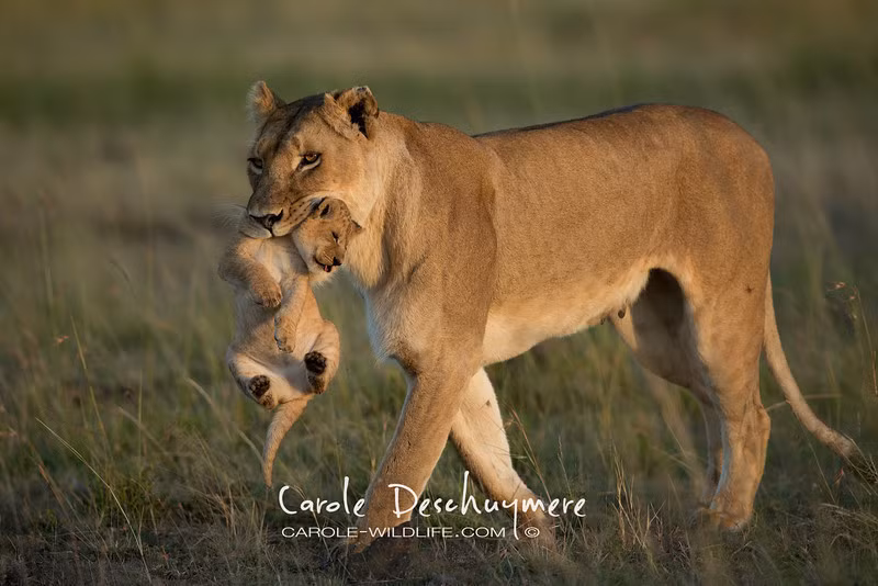 Chúng ta đã quen với những hình ảnh động vật hoang dã chiến đấu, săn mồi, sinh hoạt một cách dã man, hoang dại nhưng ngoài những giờ phút vì bản năng sinh tồn đó, chúng cũng có một cuộc sống yên bình và tình cảm.