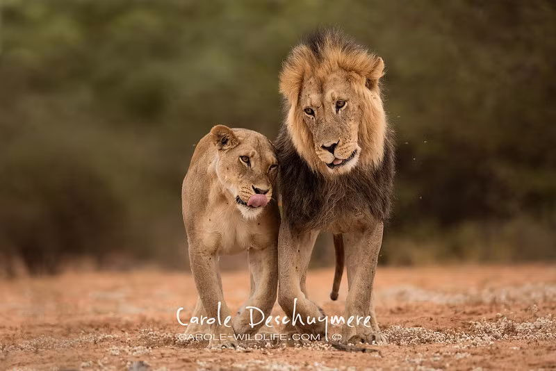 Nữ nhiếp ảnh gia người Bỉ, Carole Deshuymere đã ghi lại những khoảnh khắc êm đềm đến lạ kỳ của những loài động vật hoang dã ở châu Phi, giúp chúng ta có một cái nhìn chân thực và toàn cảnh hơn về những thế giới động vật.