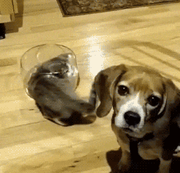 Chó ơi! Tớ không tìm thấy đường ra! Cứu!