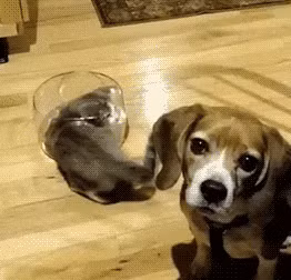 Chó ơi! Tớ không tìm thấy đường ra! Cứu!