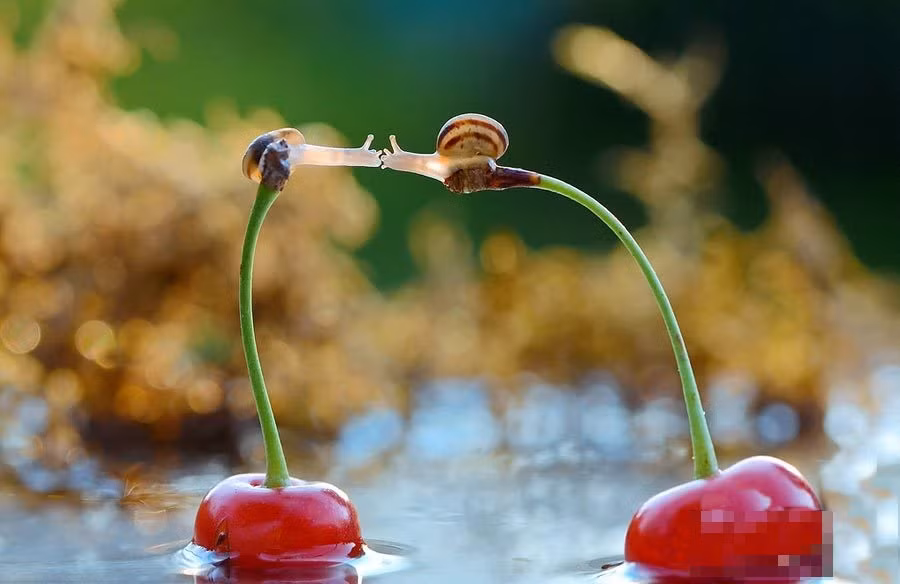 "Không gì có thể ngăn cách đôi ta", hình ảnh hôn nhau cực đáng yêu của cặp ốc sên.