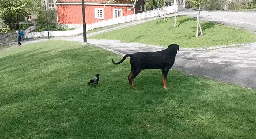 Qua nghich ngom treu choc khien cho het hon