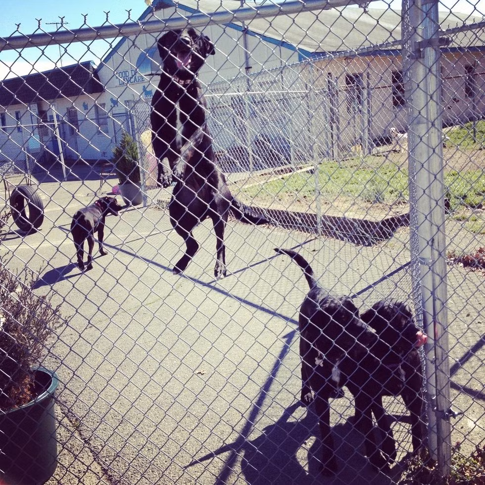 Bóng nắng của hàng rào tạo thành đường kẻ khiến ta ảo giác rằng chú chó này thực sự cao gấp hàng chục lần đồng loại của nó.